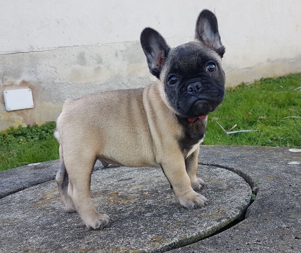 Star De Trusse - Chiots disponibles - Bouledogue français