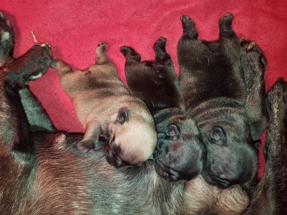 Chiot Bouledogue français Star De Trusse